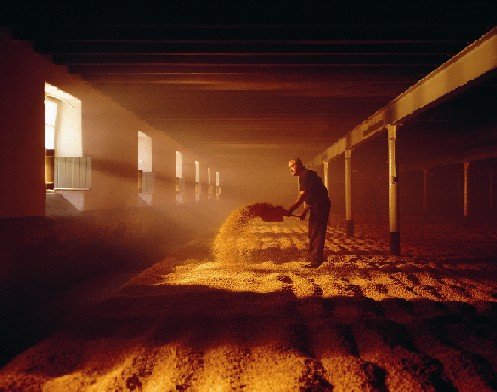 Malting Barley at The Balvenie Distillery