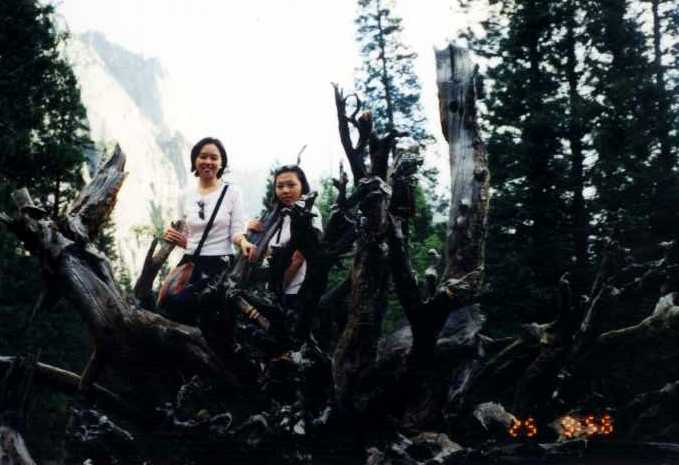 Fallen Tree