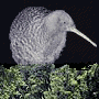 Malcolms Kiwi Avatar.