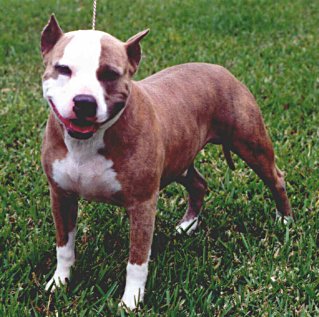 Juno's Dutch Boy of Creekside