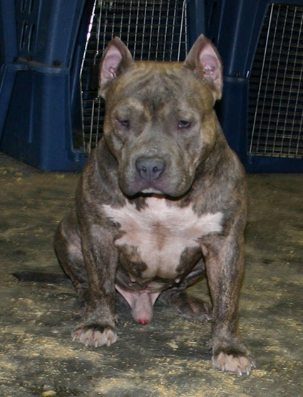 Freedom Big N Bully Kennels
