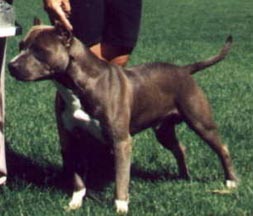 Blue Barron