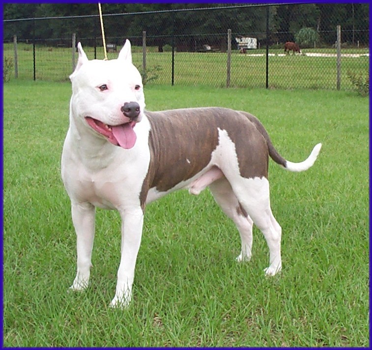 FlashFire Kennels