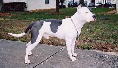 Cross Towm kennels Dyonicius