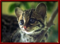 cute little pussy