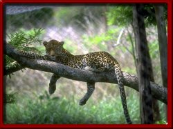 wild pussy