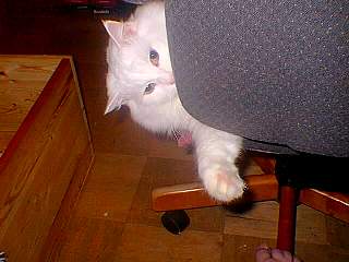 PLAY WITH ME!