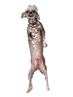 Picture of Ziggy courtesy of Jubilee Chinese Cresteds.
