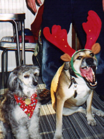 Sophie getting ready to show Santa who's Boss!