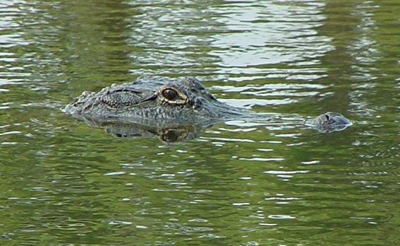 Alligator
