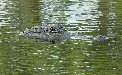 Gator