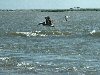 Pelican In Flight 2