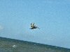 Pelican In Flight