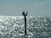 Pelican Resting