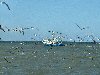Shrimp Boat and Birds