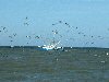 Shrimp Boat