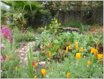 front garden of native & vegies