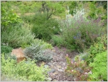 Corralitos rock garden