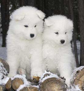Samoyed Puppies