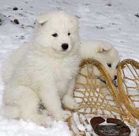 samoyed puppies