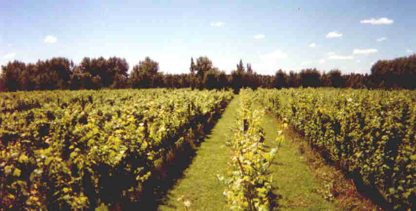 vines