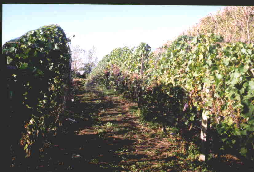 vineyard