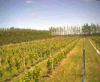 vines