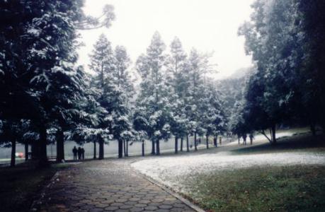 Parque dos Pinheiros