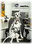 dog.gif