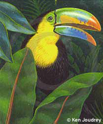 Ken Joudrey - Toucan