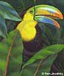 Ken Joudrey - Toucan