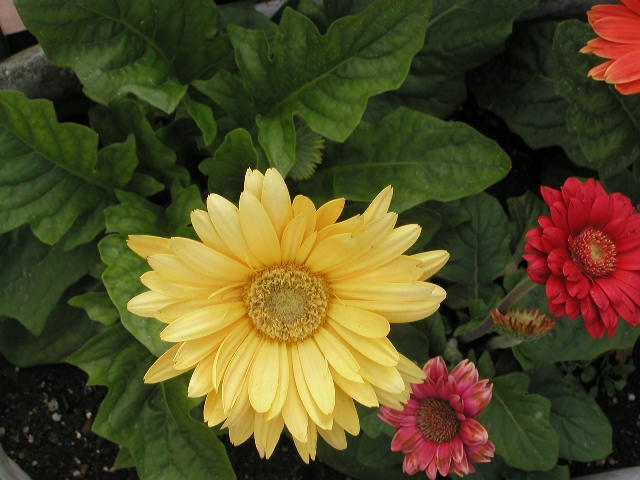 image11