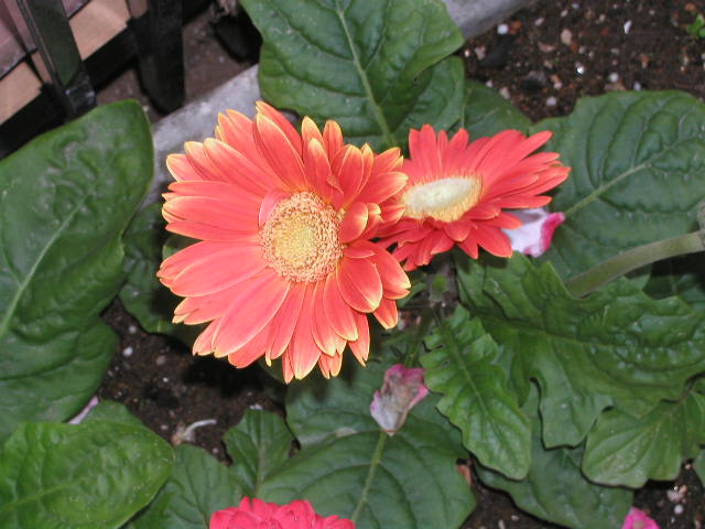 image12