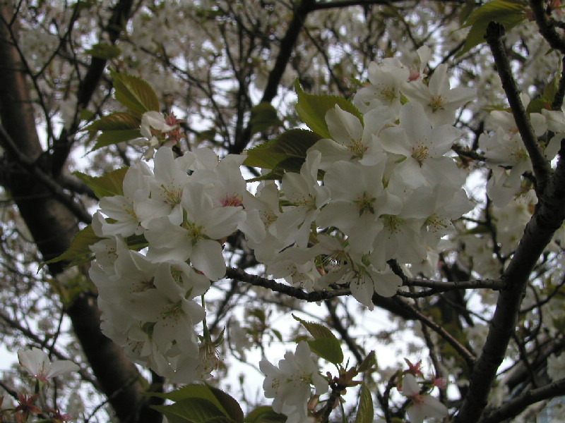 image27