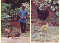 Gordon and green chick