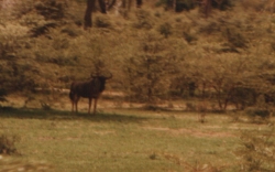 Wildebeeste