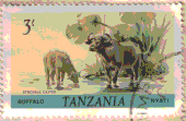 Buffalo