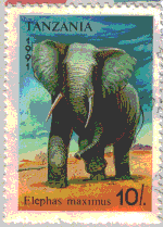 Elephant