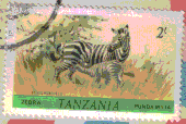 Zebra