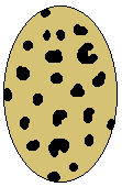 Egg