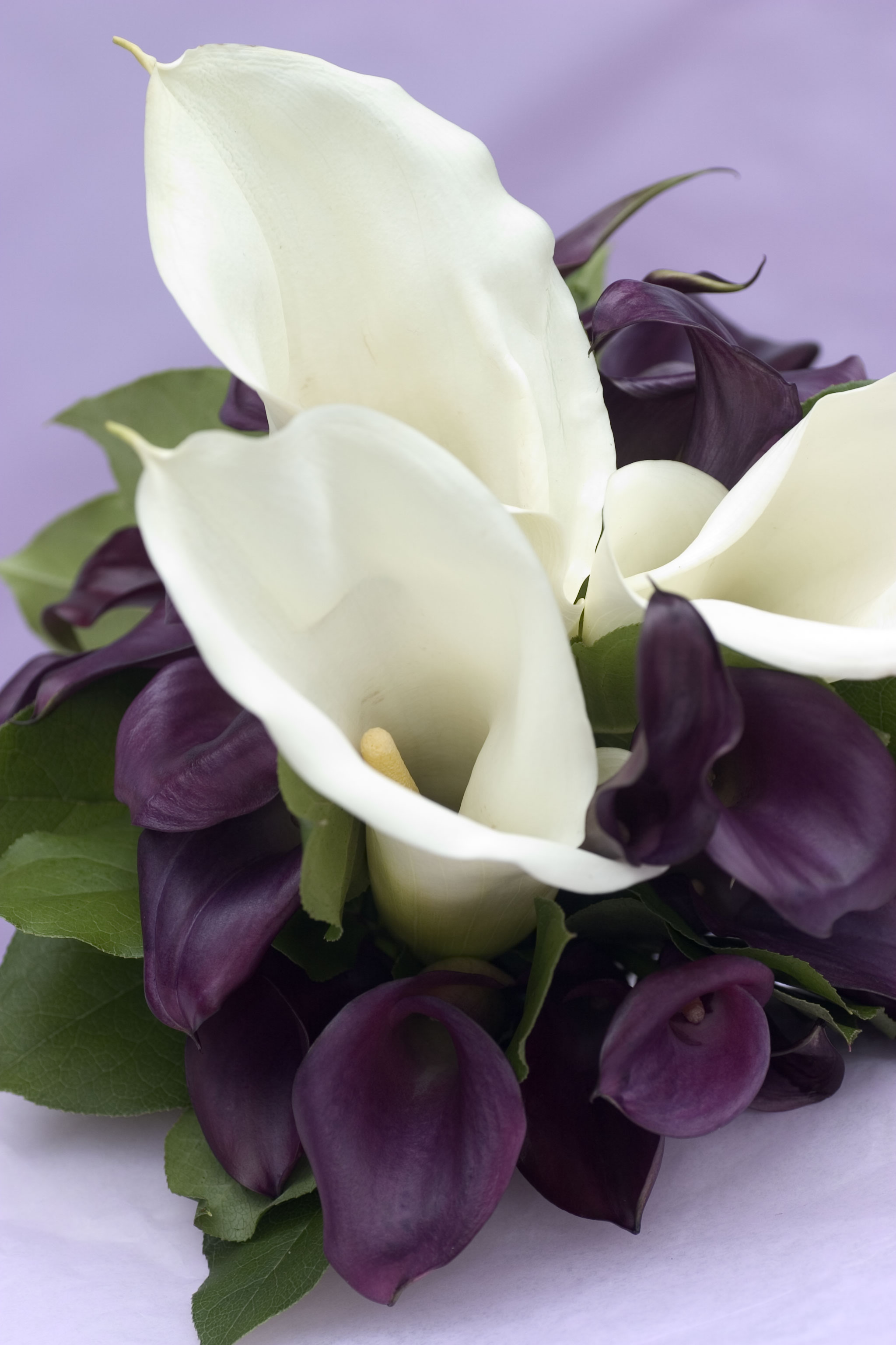 Bouquet of White Calla Lilies (Photo by G3 Photography)