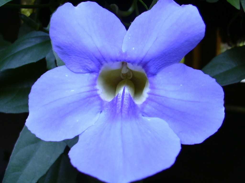 lalitha's flower