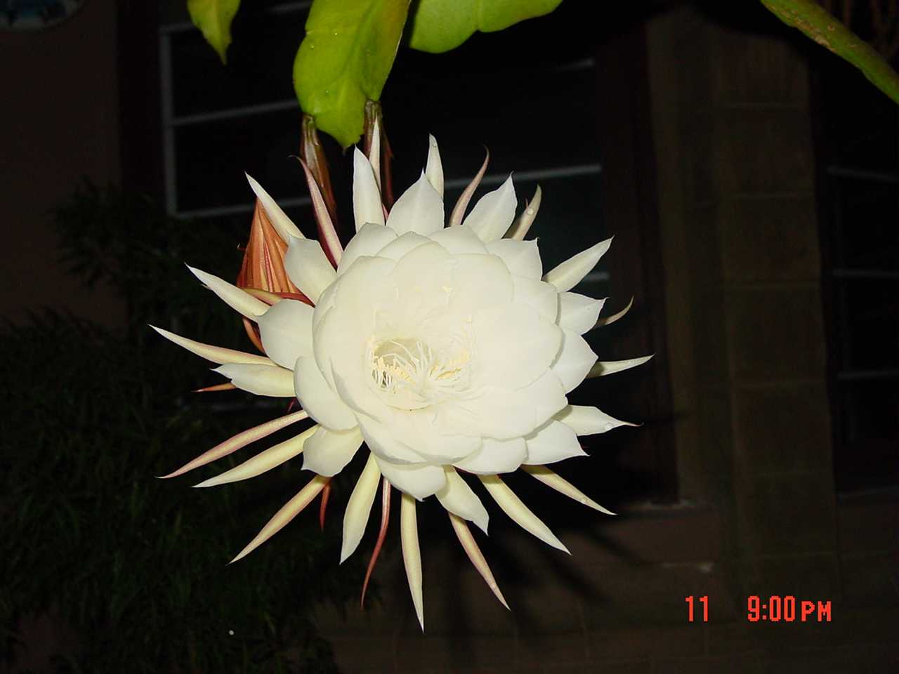 Gopal's flower