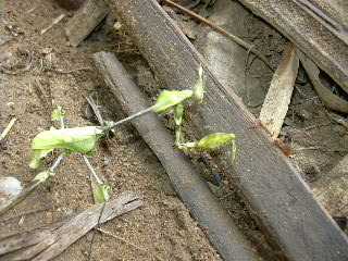mantis