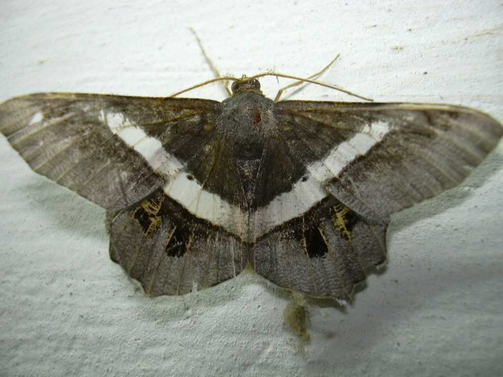 moth