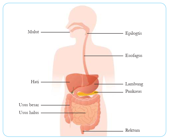 Sistem Pencernaan Manusia