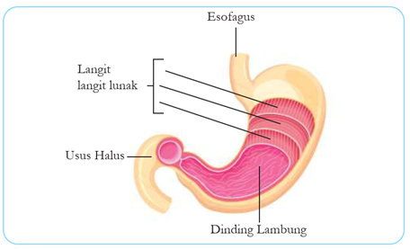Organ Pencernaan 2
