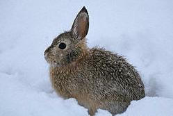 i love my bunny...