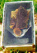 Photo of my solar wax melterwith discarded combs inside