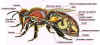 Anatom�a_abeja.jpg (54071 bytes)